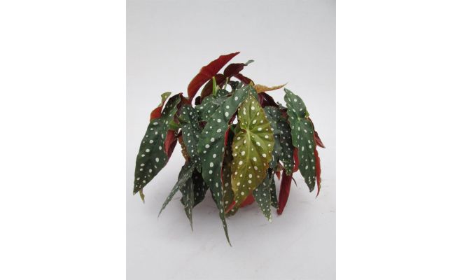 Begonia BD, pot 12 cm, h 20 cm