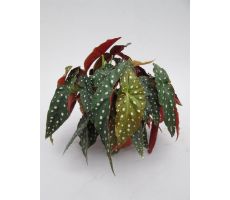 Begonia BD, pot 12 cm, h 20 cm