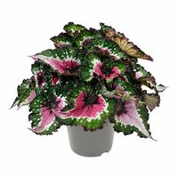 Begonia BD 'Purple Blush' ,pot 13, h 25 cm - afbeelding 1