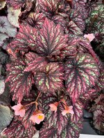 Begonia BD 'Rainbow Falls, pot 13 cm, h 25 cm - afbeelding 3