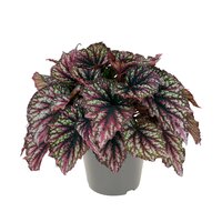 Begonia BD 'Rainbow Falls, pot 13 cm, h 25 cm - afbeelding 3