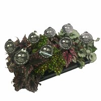 Begonia BD rex mix, pot 12 cm, h 25 cm