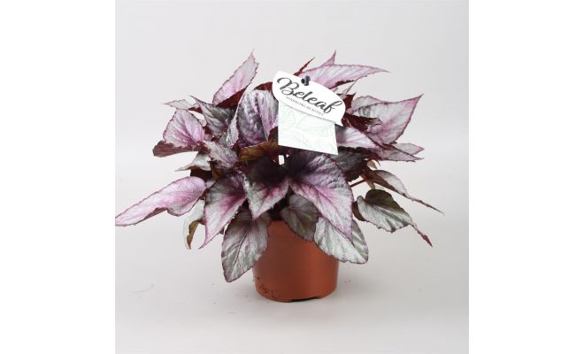 Begonia Beleaf Maori Haze, pot 12 cm, h 22 cm