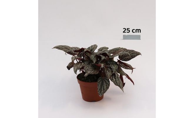 Begonia Jolly Sil, pot 13 cm, h 25 cm - afbeelding 1