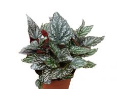 Begonia Jolly Sil, pot 13 cm, h 25 cm - afbeelding 2