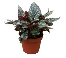 Begonia Jolly Sil, pot 13 cm, h 25 cm - afbeelding 3