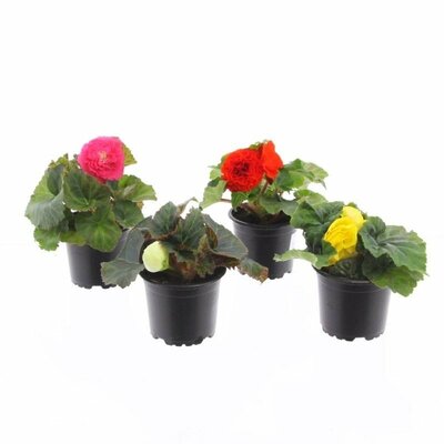 Begonia knolbegonia p10.5 grootbloemig