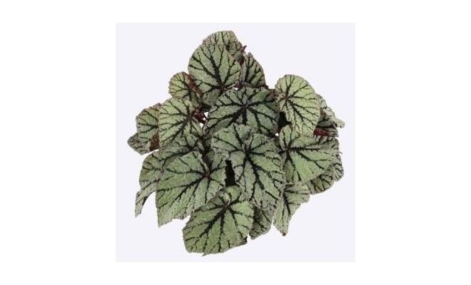 Begonia Magic Colours Fedor, pot 13 cm