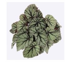 Begonia Magic Colours Fedor, pot 13 cm