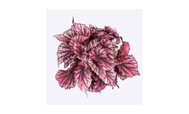 Begonia Magic Colours Lambada P13