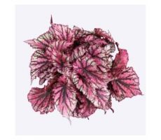 Begonia Magic Colours Lambada P13