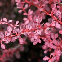 Berberis thunbergii Rose Glow, p17, h 45 cm - afbeelding 3