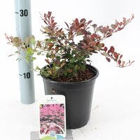 Berberis thunbergii Rose Glow, p17, h 45 cm - afbeelding 2