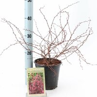 Berberis thunbergii Rose Glow, p17, h 45 cm - afbeelding 4