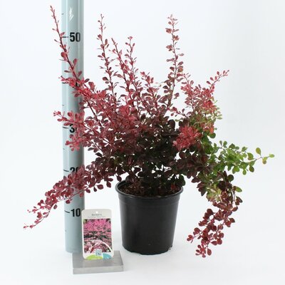 Berberis thunbergii Rose Glow, p17, h 45 cm - afbeelding 1