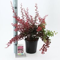 Berberis thunbergii Rose Glow, p17, h 45 cm - afbeelding 4