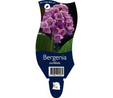Bergenia cordifolia P11