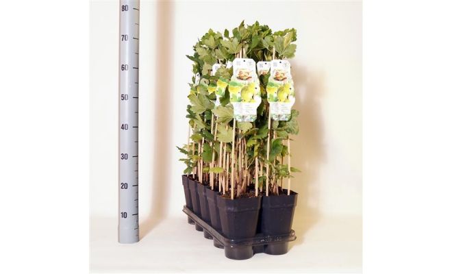 Bes, Ribes Uva Crispa Hinnomaki Gron, h 60 cm