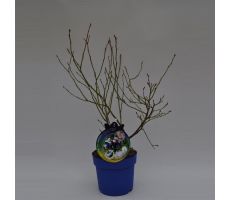 Bes, Vaccinium Corymbosum Bluecrop
