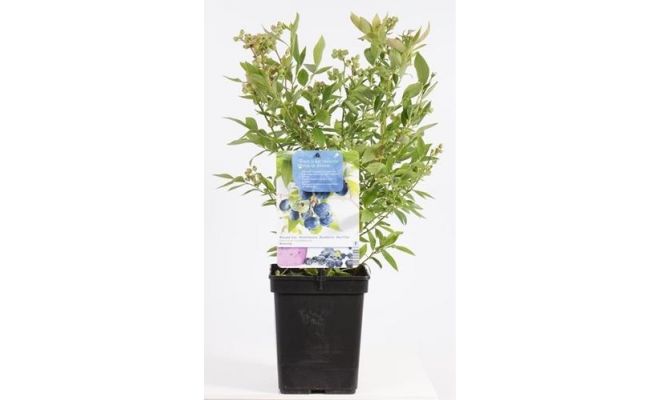 Bes, Vaccinium Corymbosum Bluecrop, pot 17 cm