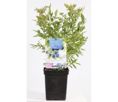 Bes, Vaccinium Corymbosum Bluecrop, pot 17 cm
