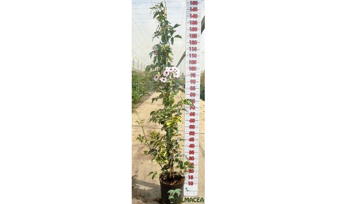 bignonia jasminoides roze, pot 17 cm, h 150 cm - afbeelding 1