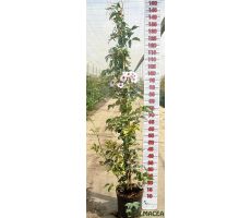 bignonia jasminoides roze, pot 17 cm, h 150 cm - afbeelding 1