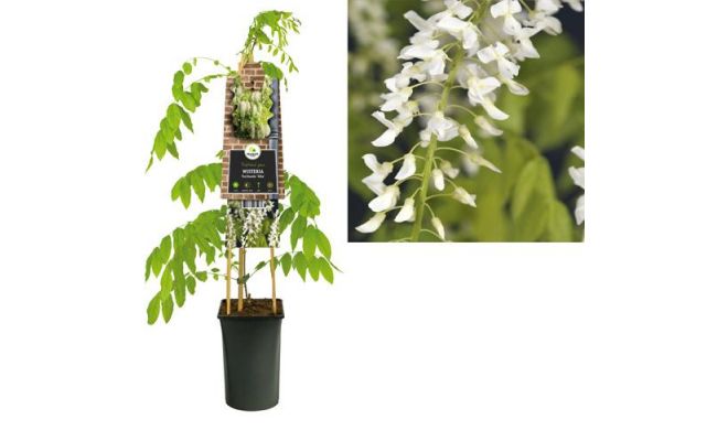 Blauwe regen, Wisteria Floribunda Alba, wit, , klimplant in pot 16 cm - afbeelding 1