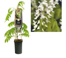 Blauwe regen, Wisteria Floribunda Alba, wit, , klimplant in pot 16 cm - afbeelding 1