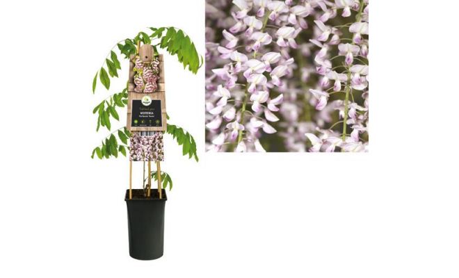 Blauwe regen, Wisteria Floribunda Rosea, roze, , klimplant in pot 16 cm - afbeelding 1