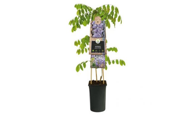 Blauwe regen, Wisteria Sinensis, blauw, klimplant in pot - afbeelding 1