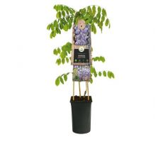 Blauwe regen, Wisteria Sinensis, blauw, klimplant in pot - afbeelding 1