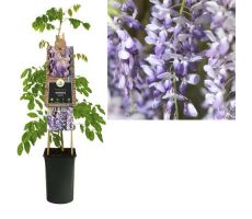 Blauwe regen, Wisteria Sinensis, blauw, klimplant in pot - afbeelding 2