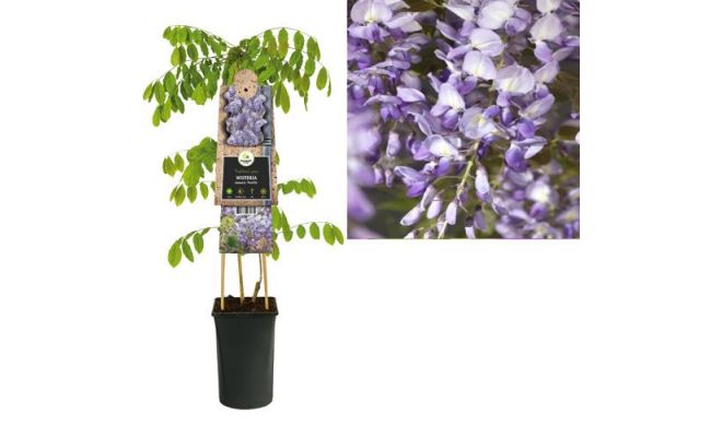 Blauwe regen, Wisteria Sinensis Prolific, blauw, klimplant in pot, h 80 cm - afbeelding 1