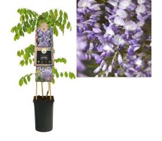 Blauwe regen, Wisteria Sinensis Prolific, blauw, klimplant in pot, h 80 cm - afbeelding 1