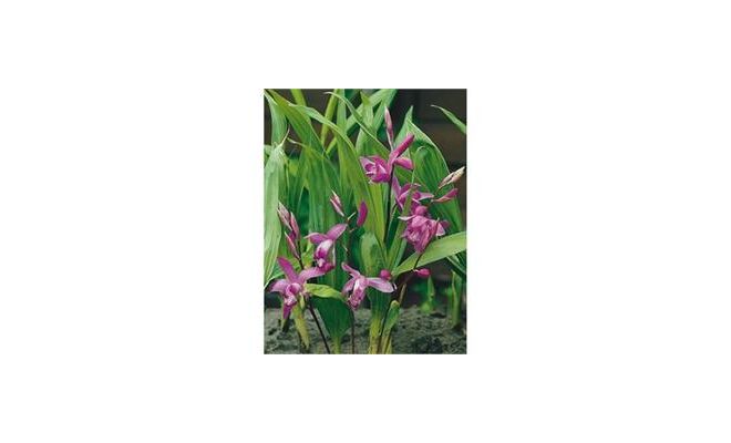 Bletilla striata