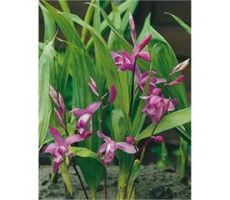 Bletilla striata