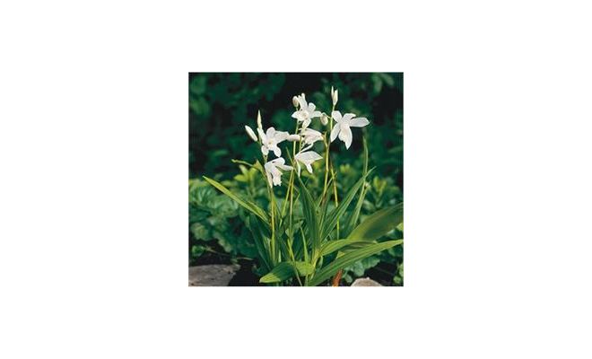 Bletilla striata Alba P9