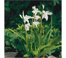 Bletilla striata Alba P9