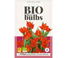 Bloembollen, bio tulipa praestans zwanenburg, 7 stuks