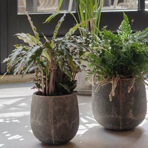 Bloempotten en plantenbakken
