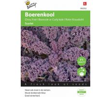 Boerenkool scarlet paars 2g - afbeelding 1