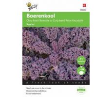 Boerenkool scarlet paars 2g - afbeelding 2