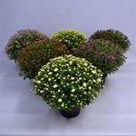 Bolchrysanten, pot 19 cm, dia 45 cm, mix kleuren