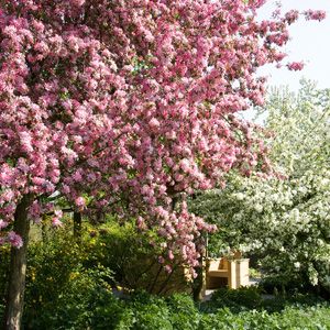 Bomen