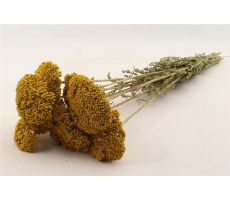 Bos achillea filipendulina geel