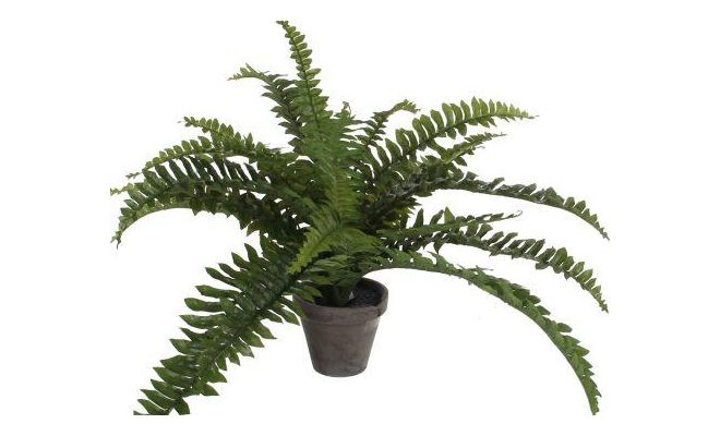 Boston varen fern in pot d45h35 grn