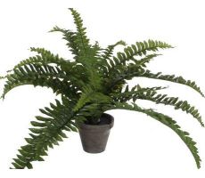 Boston varen fern in pot d45h35 grn