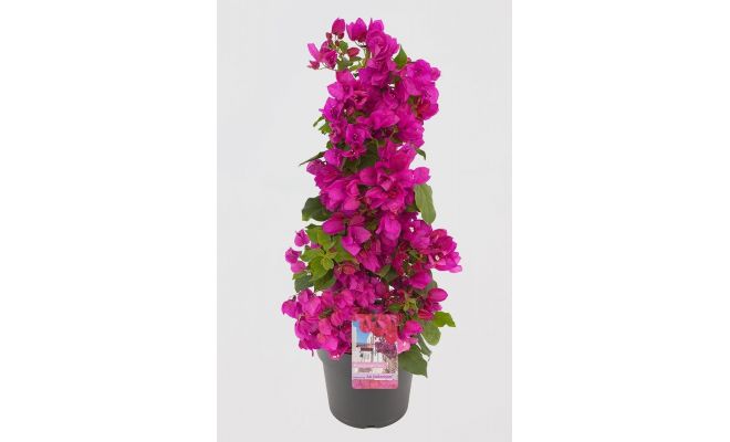 Bougainvillea   ...