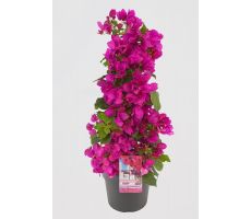 Bougainvillea ...